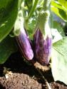 How To Grow Hanging Eggplants             